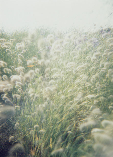 風になびくねこじゃらし草の草原 の写真素材 イラスト素材 アマナイメージズ