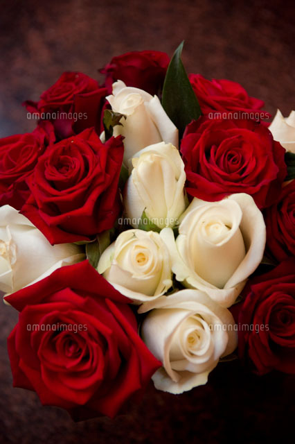 赤と白のバラ の写真素材 イラスト素材 アマナイメージズ
