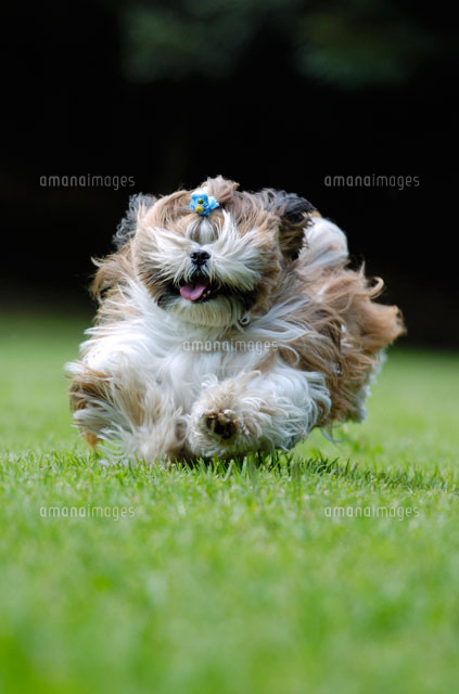 芝生の上を走るシーズー犬 の写真素材 イラスト素材 アマナイメージズ