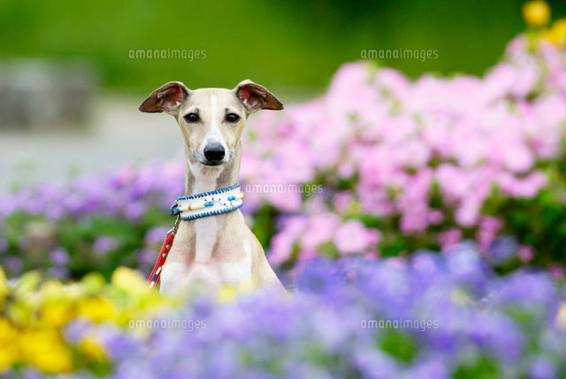 花の中のイタリアングレーハウンド犬 a の写真素材 イラスト素材 アマナイメージズ