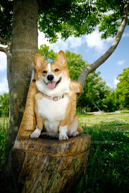 木の椅子に座るコーギー犬 の写真素材 イラスト素材 アマナイメージズ