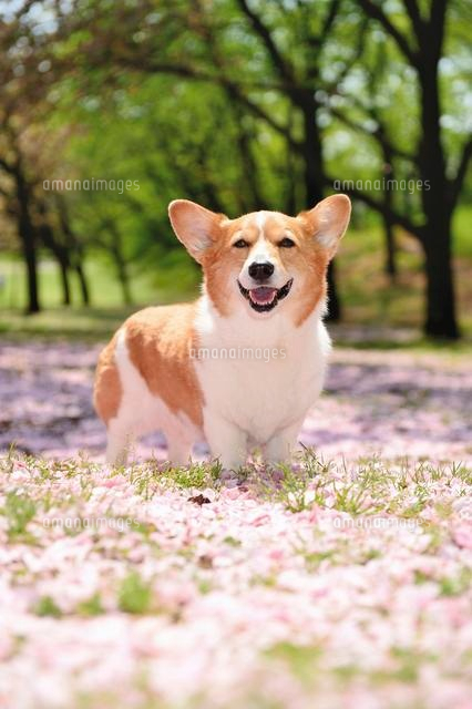八重桜の花びらの絨毯の上に立つ笑顔のコーギー犬 の写真素材 イラスト素材 アマナイメージズ
