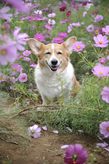 コスモス畑の中の笑顔のコーギー犬[02359000243]の写真・イラスト素材