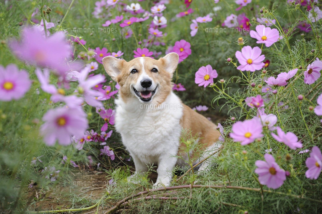 コスモス畑の中の笑顔のコーギー犬[02359000243]の写真・イラスト素材
