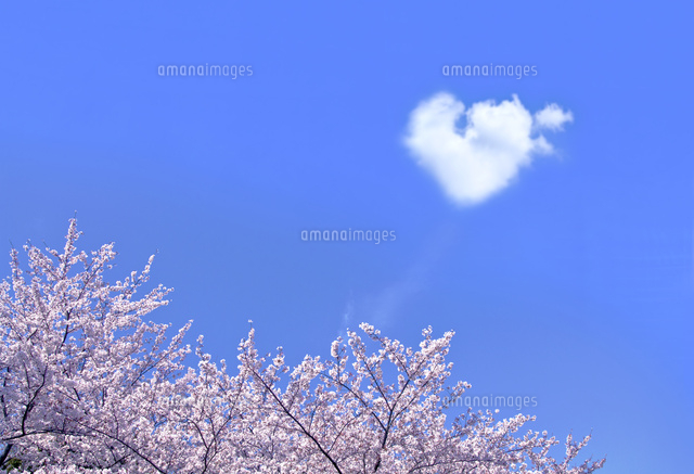 ハート形の雲と満開の桜 の写真素材 イラスト素材 アマナイメージズ