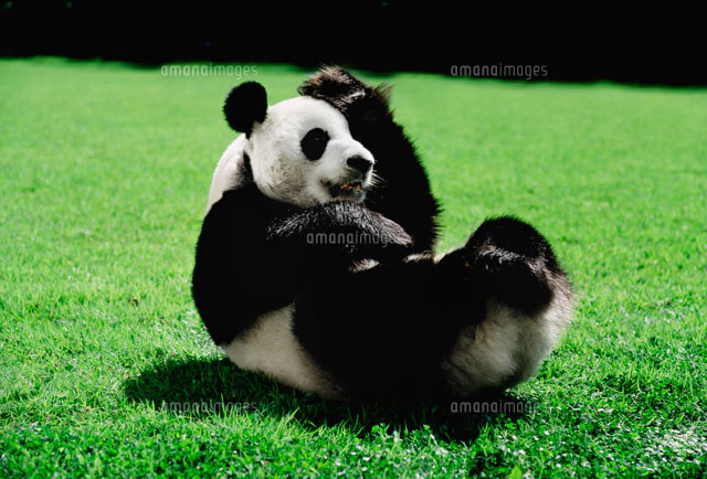 パンダ[02415000124]の写真・イラスト素材｜アマナイメージズ