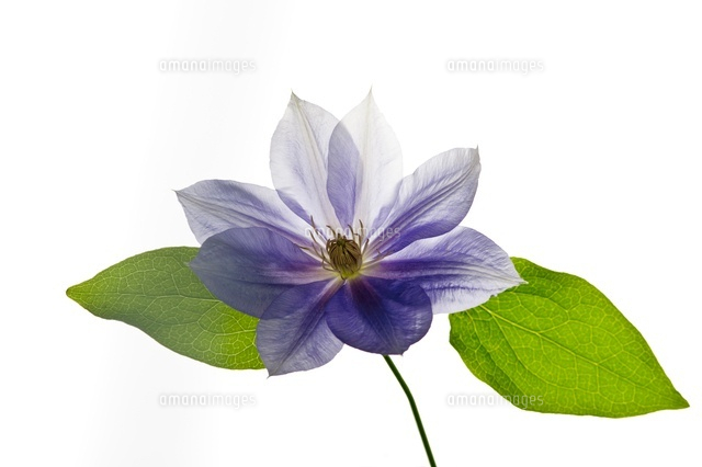 クレマチス の写真素材 イラスト素材 アマナイメージズ