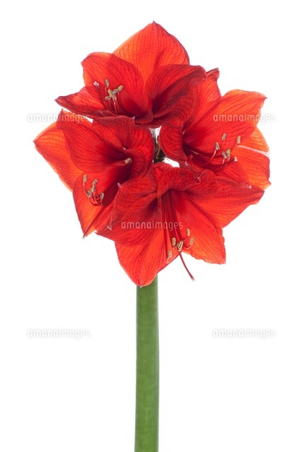 アマリリス の写真素材 イラスト素材 アマナイメージズ