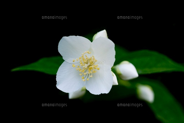 バイカウツギ[02529000682]の写真素材・イラスト素材｜アマナイメージズ