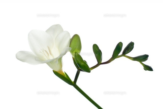 フリージア の写真素材 イラスト素材 アマナイメージズ