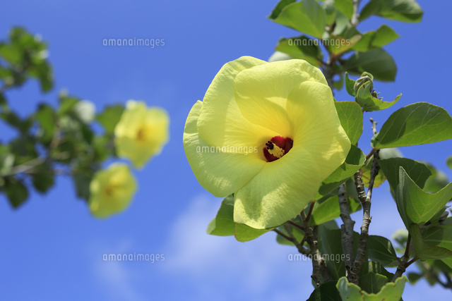青空を背景に咲くハマボウ[02555000727]の写真・イラスト素材｜アマナ
