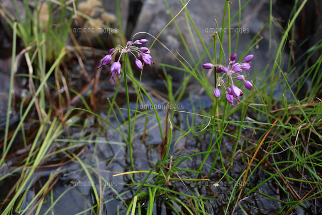 岩場の湿地に咲いたキイイトラッキョウ の写真素材 イラスト素材 アマナイメージズ