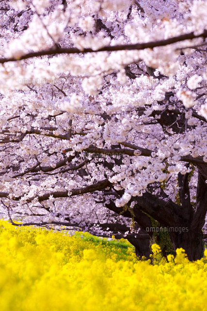 現代アート「あさひ舟川の桜堤と菜の花」（3D painting） プレビュー】「桜 さくら SAKURA 2025」が山種美術館で3月8日