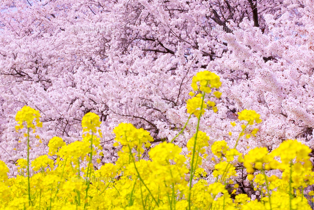 現代アート「あさひ舟川の桜堤と菜の花」（3D painting） Watercolor painting cherry blossoms along the river - 川沿い