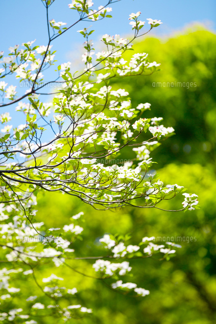 新緑と春の日差しを浴びるハナミズキ の写真素材 イラスト素材 アマナイメージズ