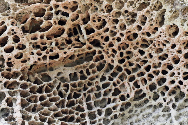 和歌山県 高池の虫喰岩 -蜂の巣状風化の典型例-[02700000179]の写真