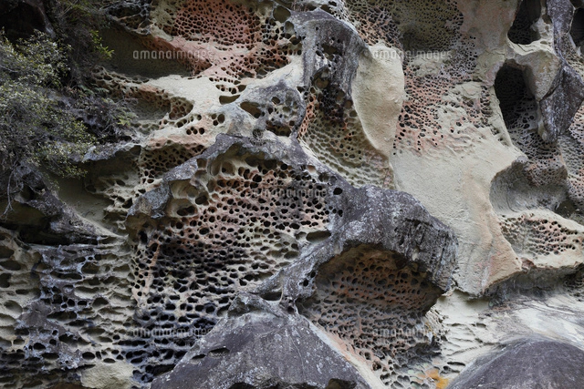 和歌山県 高池の虫喰岩 -蜂の巣状風化の典型例-[02700000179]の写真
