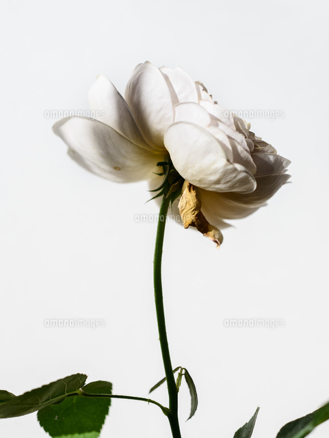 枯れバラ白 の写真素材 イラスト素材 アマナイメージズ