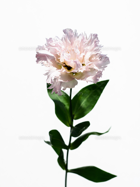 トルコキキョウピンク の写真素材 イラスト素材 アマナイメージズ トルコキキョウピンク の写真素材 イラスト素材 アマナイメージズ