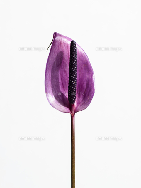 アンスリウム紫 の写真素材 イラスト素材 アマナイメージズ
