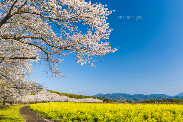 西都原古墳群の桜並木[02742000020]の写真・イラスト素材｜アマナ