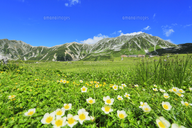夏の立山 高山植物の花咲く室堂平より雄山などの山々 の写真素材 イラスト素材 アマナイメージズ