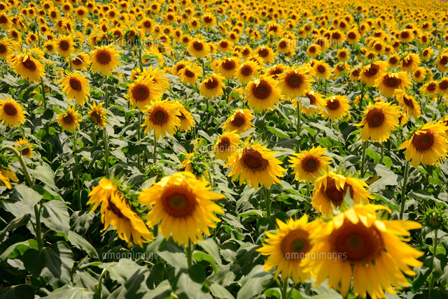 南知多 ひまわり畑より の写真素材 イラスト素材 アマナイメージズ