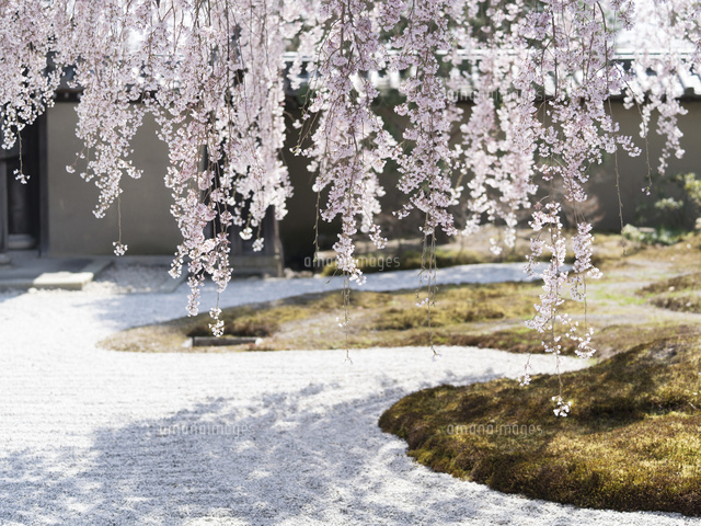 京都 高台寺の桜 波心庭[02775000551]の写真・イラスト素材