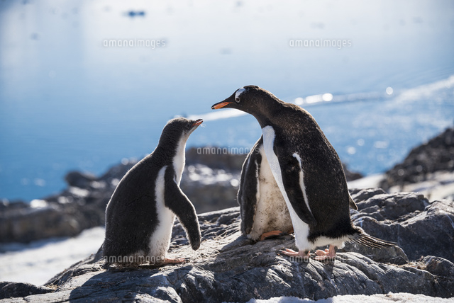 南極のジェンツーペンギンの親子 の写真素材 イラスト素材 アマナイメージズ