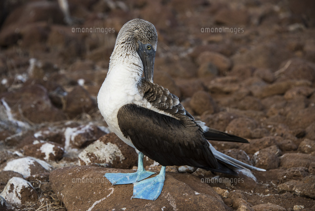 ガラパゴス諸島のアオアシカツオドリ の写真素材 イラスト素材 アマナイメージズ