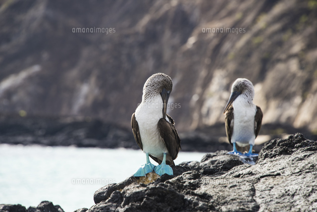 ガラパゴス諸島のアオアシカツオドリ の写真素材 イラスト素材 アマナイメージズ
