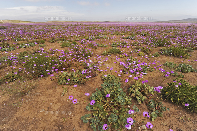 アタカマ砂漠の花畑とパタ デ グアナコの花 の写真素材 イラスト素材 アマナイメージズ