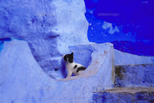 青い街シャウエンの仔猫』 猫 力まかせ モロッコ