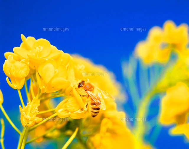 菜の花とミツバチ の写真素材 イラスト素材 アマナイメージズ