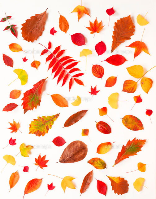 落ち葉 の写真素材 イラスト素材 アマナイメージズ