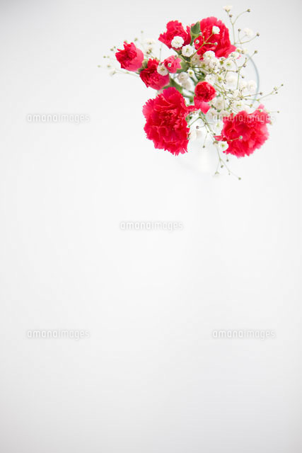 カーネーションとかすみ草の花束 の写真素材 イラスト素材 アマナイメージズ