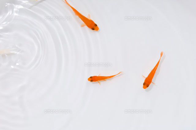 金魚[07800006163]の写真・イラスト素材｜アマナイメージズ