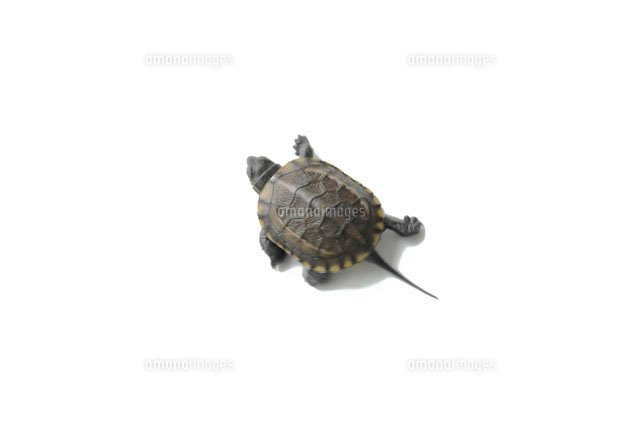 亀 の写真素材 イラスト素材 アマナイメージズ