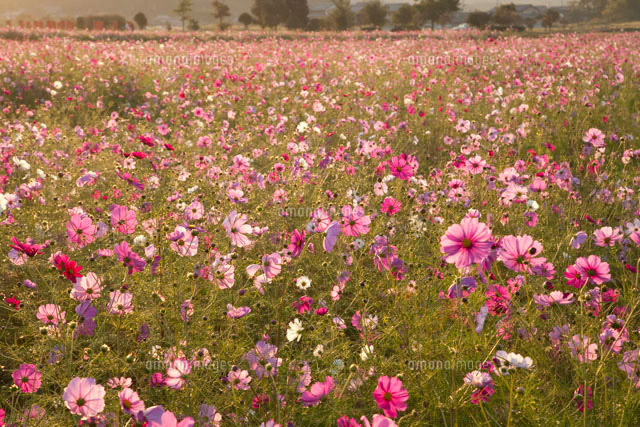 コスモス畑 の写真素材 イラスト素材 アマナイメージズ
