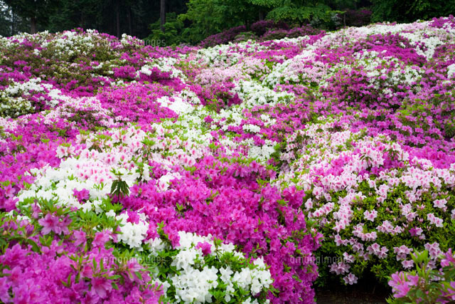 つつじ の写真素材 イラスト素材 アマナイメージズ