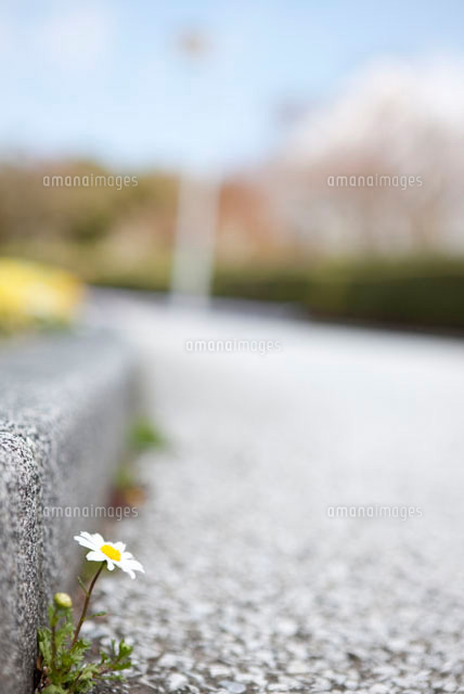 道端に咲いているノースポール の写真素材 イラスト素材 アマナイメージズ