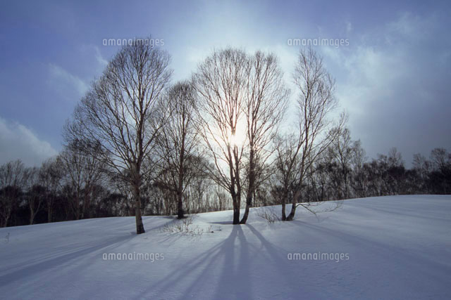 雪原と樹木 の写真素材 イラスト素材 アマナイメージズ