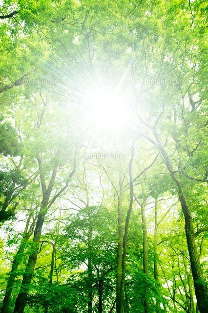 新緑の森林と木漏れ日 の写真素材 イラスト素材 アマナイメージズ