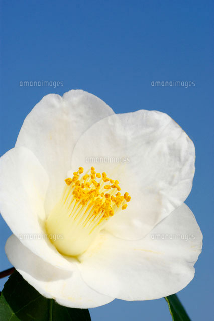 白い椿 の写真素材 イラスト素材 アマナイメージズ