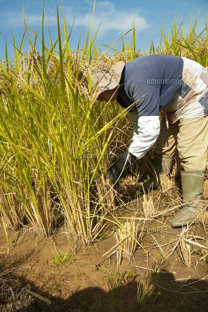 稲刈りする農家の女性 の写真素材 イラスト素材 アマナイメージズ