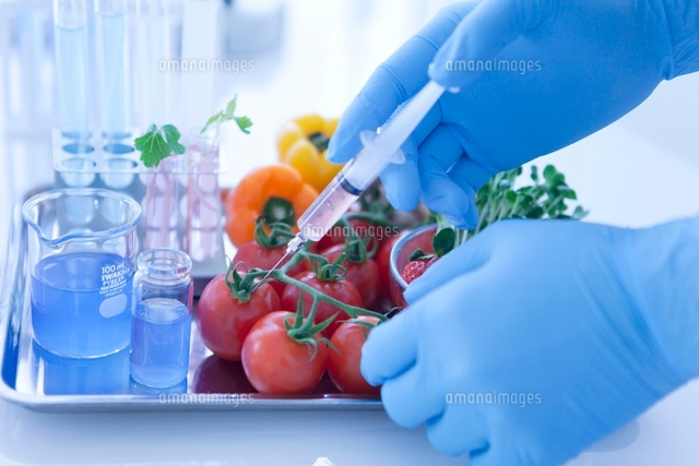 トマトの遺伝子組み換え実験をする研究者の手元 の写真素材 イラスト素材 アマナイメージズ