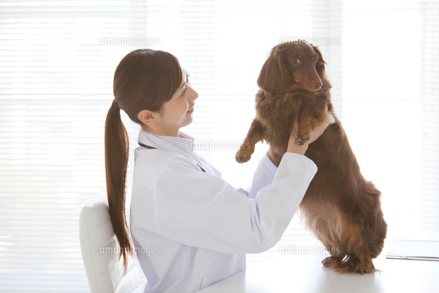 犬を抱えている獣医 の写真素材 イラスト素材 アマナイメージズ