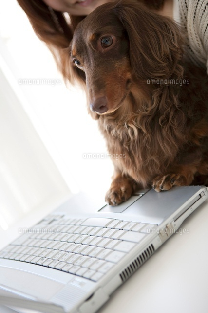 パソコンと犬と女性 の写真素材 イラスト素材 アマナイメージズ