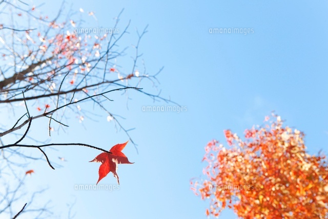 紅葉と枯れ木[07800022541]の写真・イラスト素材｜アマナイメージズ