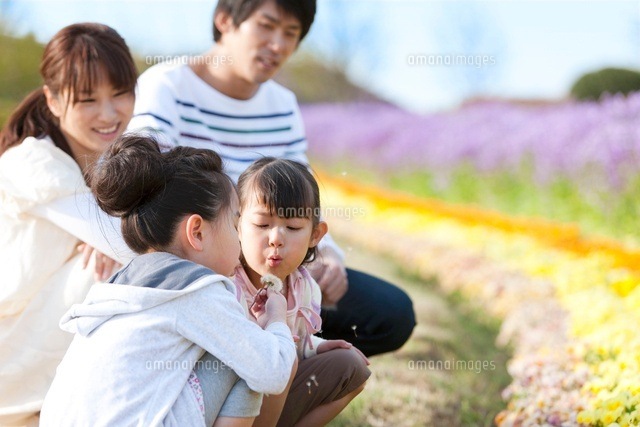 たんぽぽの綿毛を吹いている姉妹と両親 の写真素材 イラスト素材 アマナイメージズ
